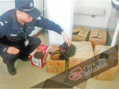 3只小藏獒被装纸箱带上春运火车 低吠吓退乘警长