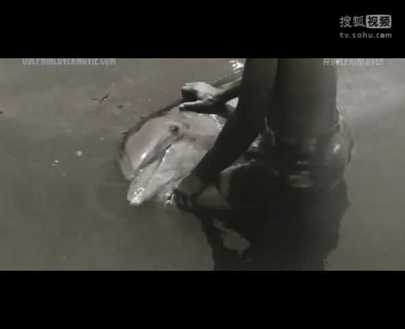人兽杂交？男子和雌海豚发生性关系 自称被色诱干不过雄海豚