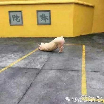 猪到寺院跪拜引围观 网友转发认为此猪“有灵性”