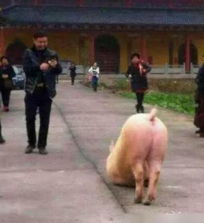 【猪到寺院跪拜】警察一语道破天机：缺乏维生素E 网友调侃：猪你也懂 这年头当个警察真不容易