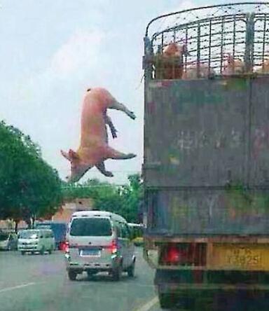 春节囧事：老虎受惊吓跳楼吐血身亡 猪到寺院跪拜（组图）