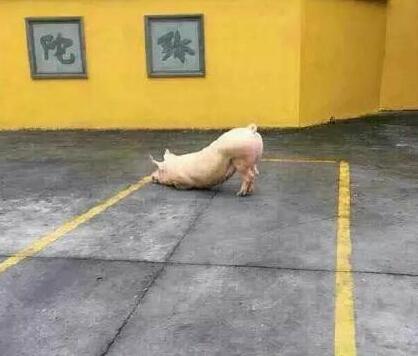 春节囧事：老虎受惊吓跳楼吐血身亡 猪到寺院跪拜（组图）