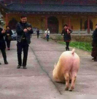 春节囧事：老虎受惊吓跳楼吐血身亡 猪到寺院跪拜（组图）