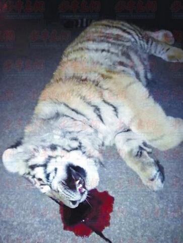 春节囧事：老虎受惊吓跳楼吐血身亡 猪到寺院跪拜（组图）