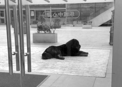 藏獒闹市闲逛 警察用火腿肠成功诱捕【图】