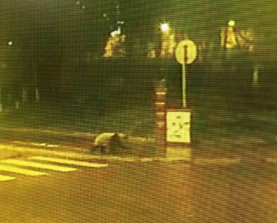 大熊猫深夜逛街 悠闲过马路走斑马线被监控拍下【组图】