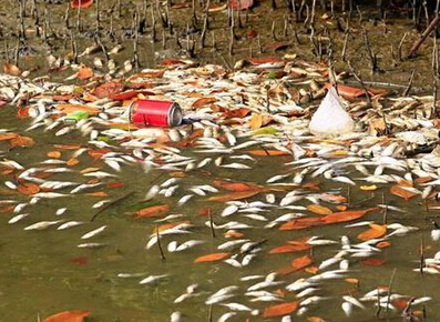 三亚河中现大量死鱼 密密麻麻现场十分恐怖！