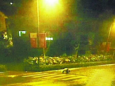 四川汶川县大熊猫深夜逛街 悠闲穿过市区斑马线