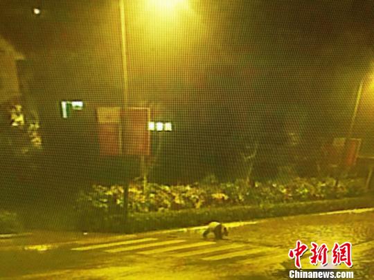 大熊猫深夜逛街好任性 走过两条斑马线悠闲地扬长而去【图】