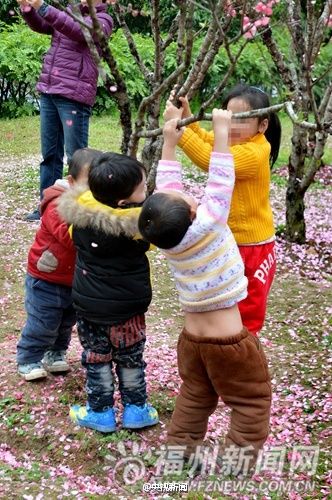 市民拍照为取景拼命摇“桃花雨” 称花总要落