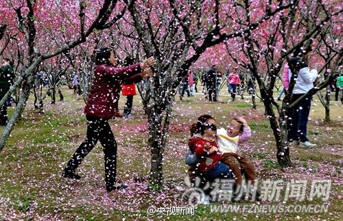 市民拍照为取景拼命摇“桃花雨” 称花总要落