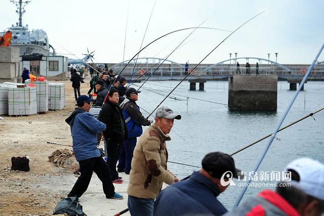 青岛市民钓鱼不用饵一天钓到40多斤鱼 大量的鱼“心甘情愿”被钓上岸