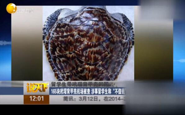玳瑁背甲壳通关受阻 男子巴西买165块玳瑁背甲壳回国构成走私珍贵动物制品罪