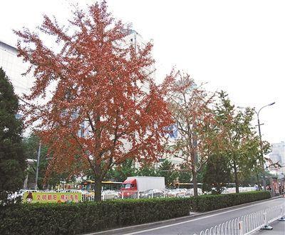 <a href='http://www.bjxxg.cn/news/beijing/' target='_blank'><u>北京</u></a>东长安街换行道树连夜更换为国槐 更换行道树为哪番? 