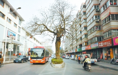 洛阳最“长寿”古树已2800岁 暴皮柘桑鲜活依旧