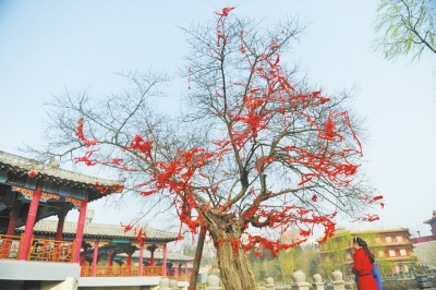 洛阳最“长寿”古树已2800岁 暴皮柘桑鲜活依旧