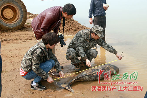 鄱阳湖现死亡江豚死因不明系今年被发现第三头