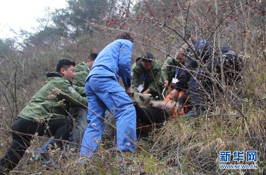四川卧龙发现生病野生大熊猫 被隔离救治 