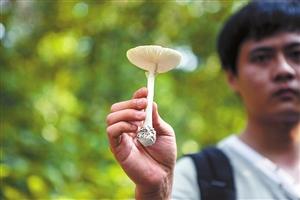 四名工友上山踏青误采毒蘑菇 食白毒伞全中毒一人仍在重症监护 
