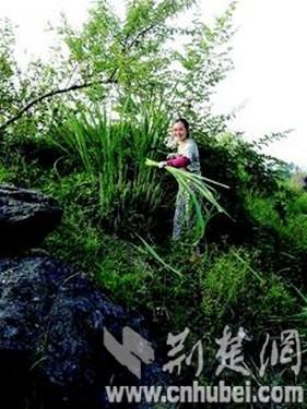 海归女歌手放弃唱歌 投1000多万回乡帮母亲养牛