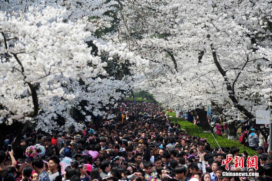 武大樱花大道1000多株樱花竞相绽放 游客挤爆<a href='http://www.bjxxg.cn/edu/xiaoyuan/' target='_blank'><u>校园</u></a>