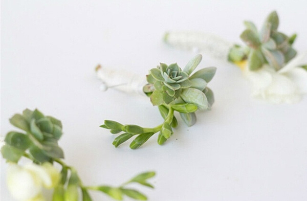 DIY多肉植物胸花 尽情体验创意无限