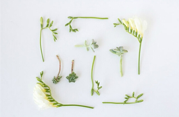 DIY多肉植物胸花 尽情体验创意无限