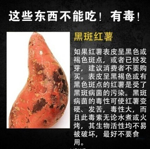 常见九种有毒食物 注意这些东西不能吃