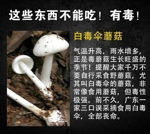 常见九种有毒食物 注意这些东西不能吃